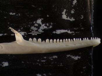 Media type: image;   Herpetology R-136674